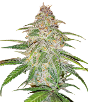 1753264601638.png 1753264601638.png