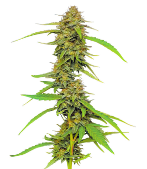 1753264660963.png 1753264660963.png