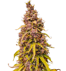 1753278005743.png 1753278005743.png