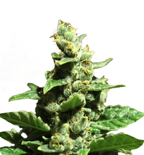 1753284505736.png 1753284505736.png