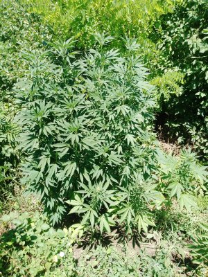 IMG_20250724_123003_847.jpg IMG_20250724_123003_847.jpg