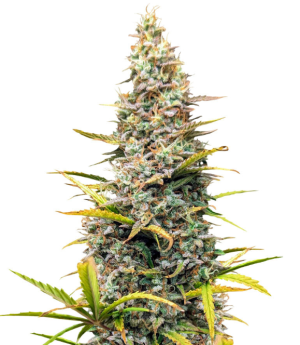 1753375938313.png 1753375938313.png