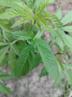 IMG_20250724_201618.jpg IMG_20250724_201618.jpg