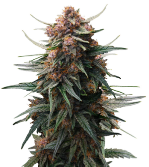 1753609431557.png 1753609431557.png