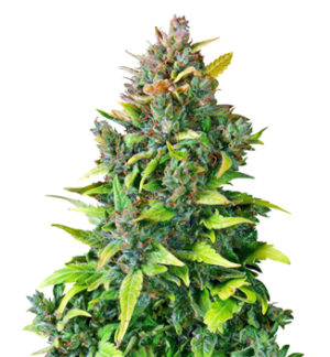 1753692283267.png 1753692283267.png