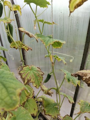 IMG_2025_07_29_09_39_16_7441079263885356712000.jpg IMG_2025_07_29_09_39_16_7441079263885356712000.jpg