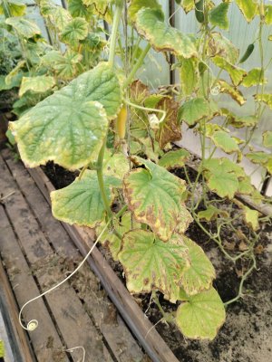 IMG_2025_07_29_09_40_01_3714254965655055874764.jpg IMG_2025_07_29_09_40_01_3714254965655055874764.jpg