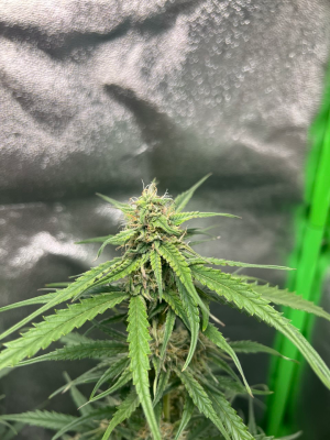 1754068256160.png 1754068256160.png