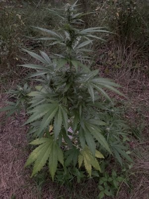 IMG_5290.jpeg IMG_5290.jpeg