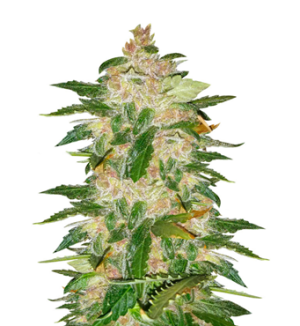 1754223376402.png 1754223376402.png