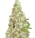 1754311260305.png 1754311260305.png