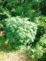 IMG_20250805_101211_072.jpg IMG_20250805_101211_072.jpg