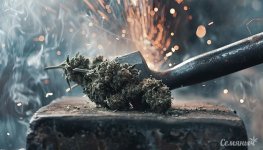 kak-predotvratit-zhestkiy-vkus-shishek__f2avF8G5hpXHDNmj.jpg kak-predotvratit-zhestkiy-vkus-shishek__f2avF8G5hpXHDNmj.jpg