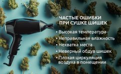 Nepravilnaya-sushka-urozhaya__aYRjlV2D3ZMDf2QB.jpg Nepravilnaya-sushka-urozhaya__aYRjlV2D3ZMDf2QB.jpg