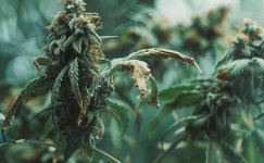 Gnil-i-plesen__D1kq6LB4ZszMiG5E.jpg Gnil-i-plesen__D1kq6LB4ZszMiG5E.jpg