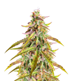 1754397940405.png 1754397940405.png