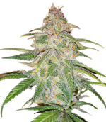 1754412025081.png 1754412025081.png