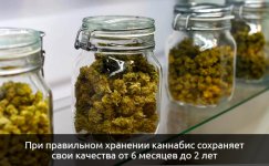 sohranyaet-svoi-kachestva-ot-6-mesyacev-do-2-let__nVi55ge6Rsc2MR5g.jpg sohranyaet-svoi-kachestva-ot-6-mesyacev-do-2-let__nVi55ge6Rsc2MR5g.jpg