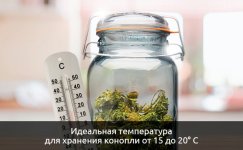 idealnaya-temperatura-dlya-hraneniya-konopli__rxwZEgiKmKaTMUlm.jpg idealnaya-temperatura-dlya-hraneniya-konopli__rxwZEgiKmKaTMUlm.jpg