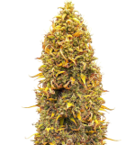 1754485590921.png 1754485590921.png