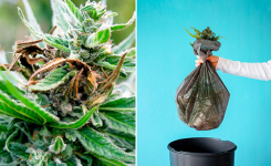 1754575721265.png 1754575721265.png