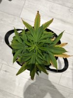 IMG_6907.jpeg IMG_6907.jpeg