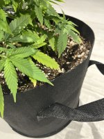 IMG_6909.jpeg IMG_6909.jpeg