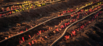 1754998916242.png 1754998916242.png