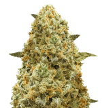 1755080607246.png 1755080607246.png