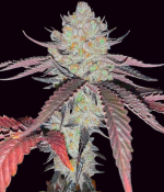 1755158271609.png 1755158271609.png