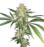 1755162529749.png 1755162529749.png