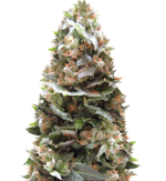 1755162533611.png 1755162533611.png