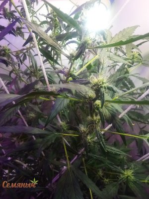 207_watermarked_copy_600x800.jpg 207_watermarked_copy_600x800.jpg