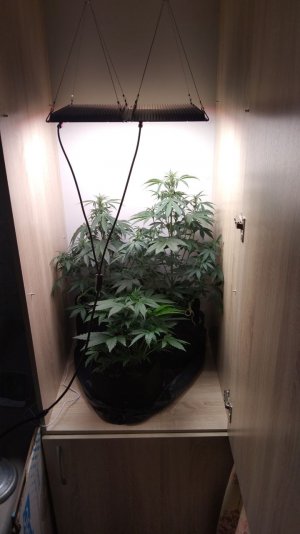 IMG_20220422_210217_490.jpg IMG_20220422_210217_490.jpg