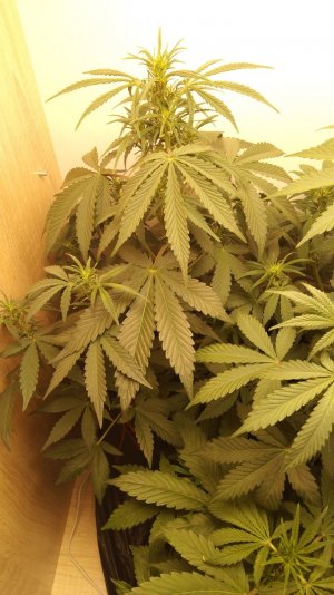 IMG_20220422_210404_789.jpg IMG_20220422_210404_789.jpg