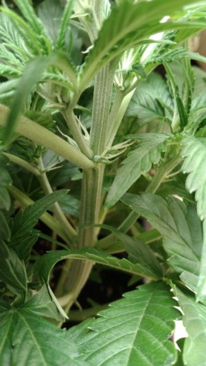 IMG_20220422_210305_324.jpg IMG_20220422_210305_324.jpg