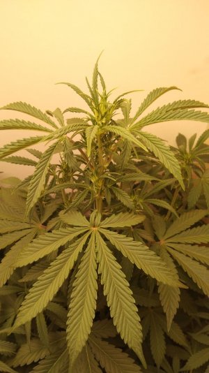 IMG_20220422_211359_412.jpg IMG_20220422_211359_412.jpg