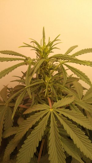 IMG_20220422_211404_756.jpg IMG_20220422_211404_756.jpg