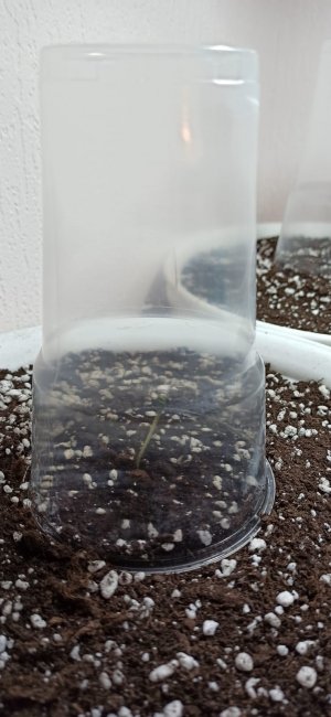 WhatsApp Image 2022-04-23 at 22.56.11.jpeg