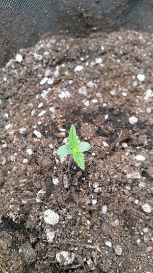 IMG_20220423_210131_299.jpg IMG_20220423_210131_299.jpg