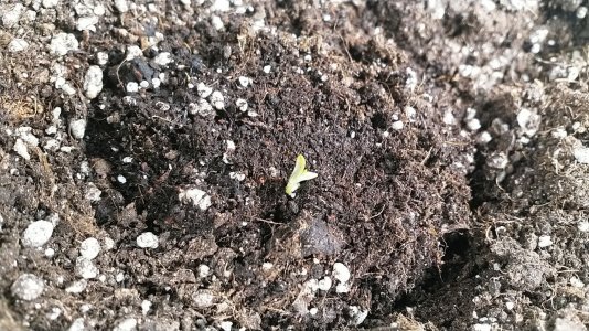 IMG_20220423_210125_561.jpg IMG_20220423_210125_561.jpg