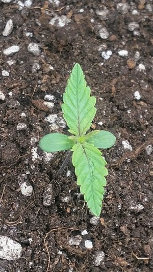 IMG_20220425_163515_824.jpg IMG_20220425_163515_824.jpg