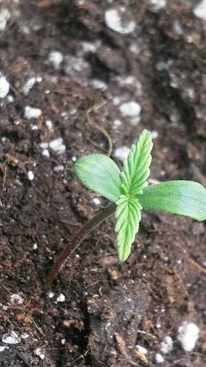 IMG_20220425_163518_082.jpg IMG_20220425_163518_082.jpg