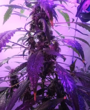 PSX_20220426_130126.jpg PSX_20220426_130126.jpg