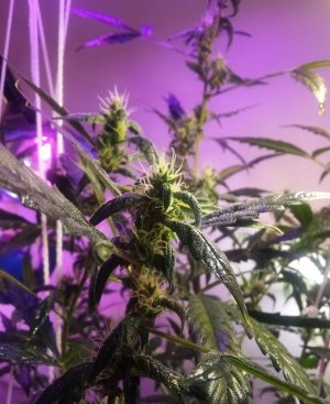 PSX_20220426_130201.jpg PSX_20220426_130201.jpg