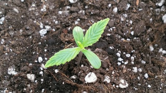 IMG_20220427_120820_874.jpg IMG_20220427_120820_874.jpg