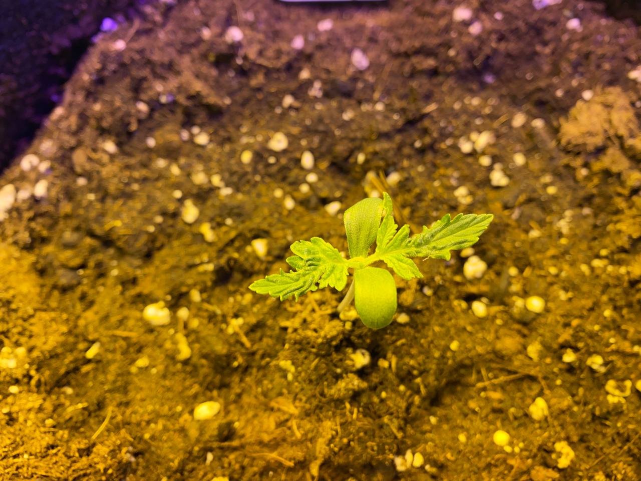 photo_2022-04-27_21-14-48.jpg photo_2022-04-27_21-14-48.jpg