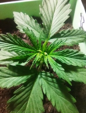 IMG_20220428_210348.jpg IMG_20220428_210348.jpg