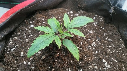 IMG_20220430_174720_224.jpg IMG_20220430_174720_224.jpg