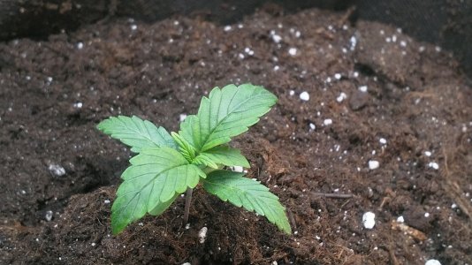 IMG_20220430_174723_983.jpg IMG_20220430_174723_983.jpg